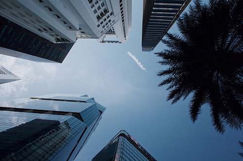 office building tree near buildings city